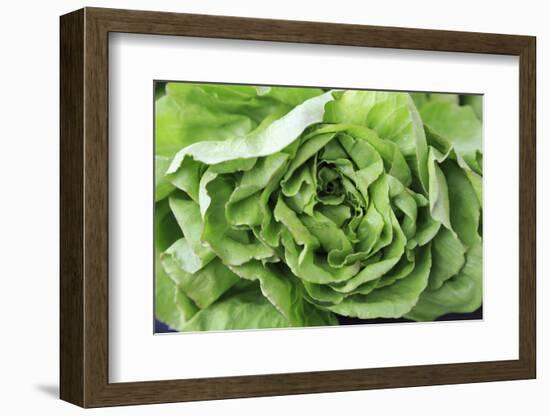 OR, Redmond, Bend. The Bend Farmers Market at Top of Mirror Pond Park. Butter lettuce leaves.-Emily Wilson-Framed Photographic Print