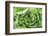 OR, Redmond, Bend. The Bend Farmers Market at Top of Mirror Pond Park. Butter lettuce leaves.-Emily Wilson-Framed Photographic Print