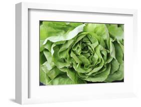 OR, Redmond, Bend. The Bend Farmers Market at Top of Mirror Pond Park. Butter lettuce leaves.-Emily Wilson-Framed Photographic Print