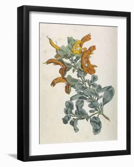 Or Salvia Aurea Golden Sage or Sandsalie-William Curtis-Framed Art Print