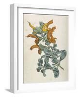 Or Salvia Aurea Golden Sage or Sandsalie-William Curtis-Framed Art Print