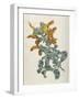 Or Salvia Aurea Golden Sage or Sandsalie-William Curtis-Framed Art Print