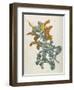 Or Salvia Aurea Golden Sage or Sandsalie-William Curtis-Framed Art Print