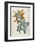 Or Salvia Aurea Golden Sage or Sandsalie-William Curtis-Framed Art Print