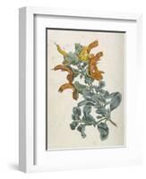 Or Salvia Aurea Golden Sage or Sandsalie-William Curtis-Framed Art Print