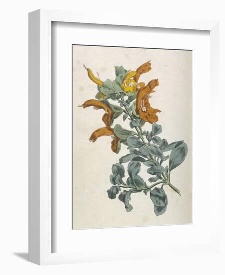 Or Salvia Aurea Golden Sage or Sandsalie-William Curtis-Framed Art Print