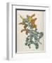 Or Salvia Aurea Golden Sage or Sandsalie-William Curtis-Framed Art Print