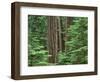 OR, Willamette NF. Middle Santiam Wilderness, Douglas fir giants rise above western hemlock-John Barger-Framed Photographic Print