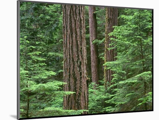 OR, Willamette NF. Middle Santiam Wilderness, Douglas fir giants rise above western hemlock-John Barger-Mounted Photographic Print