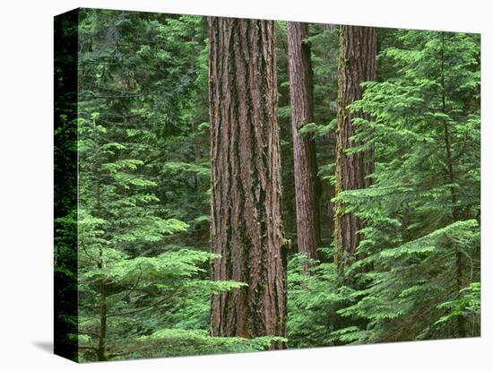 OR, Willamette NF. Middle Santiam Wilderness, Douglas fir giants rise above western hemlock-John Barger-Stretched Canvas