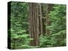 OR, Willamette NF. Middle Santiam Wilderness, Douglas fir giants rise above western hemlock-John Barger-Stretched Canvas