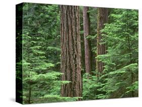 OR, Willamette NF. Middle Santiam Wilderness, Douglas fir giants rise above western hemlock-John Barger-Stretched Canvas