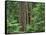 OR, Willamette NF. Middle Santiam Wilderness, Douglas fir giants rise above western hemlock-John Barger-Framed Stretched Canvas