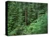 OR, Willamette NF. Middle Santiam Wilderness, Old-growth forest with Douglas fir, western hemlock-John Barger-Stretched Canvas