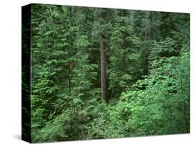 OR, Willamette NF. Middle Santiam Wilderness, Old-growth forest with Douglas fir, western hemlock-John Barger-Stretched Canvas