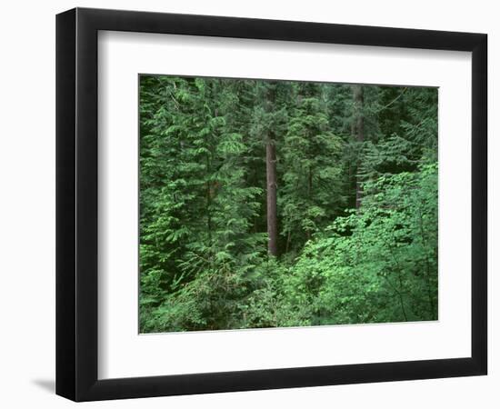 OR, Willamette NF. Middle Santiam Wilderness, Old-growth forest with Douglas fir, western hemlock-John Barger-Framed Photographic Print