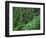 OR, Willamette NF. Middle Santiam Wilderness, Old-growth forest with Douglas fir, western hemlock-John Barger-Framed Photographic Print