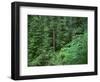 OR, Willamette NF. Middle Santiam Wilderness, Old-growth forest with Douglas fir, western hemlock-John Barger-Framed Photographic Print