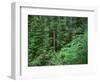 OR, Willamette NF. Middle Santiam Wilderness, Old-growth forest with Douglas fir, western hemlock-John Barger-Framed Photographic Print