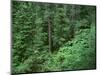 OR, Willamette NF. Middle Santiam Wilderness, Old-growth forest with Douglas fir, western hemlock-John Barger-Mounted Photographic Print