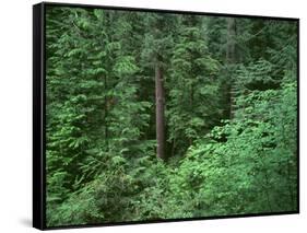 OR, Willamette NF. Middle Santiam Wilderness, Old-growth forest with Douglas fir, western hemlock-John Barger-Framed Stretched Canvas