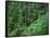 OR, Willamette NF. Middle Santiam Wilderness, Old-growth forest with Douglas fir, western hemlock-John Barger-Framed Stretched Canvas