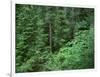 OR, Willamette NF. Middle Santiam Wilderness, Old-growth forest with Douglas fir, western hemlock-John Barger-Framed Photographic Print