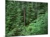 OR, Willamette NF. Middle Santiam Wilderness, Old-growth forest with Douglas fir, western hemlock-John Barger-Mounted Photographic Print