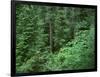 OR, Willamette NF. Middle Santiam Wilderness, Old-growth forest with Douglas fir, western hemlock-John Barger-Framed Photographic Print
