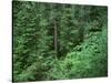 OR, Willamette NF. Middle Santiam Wilderness, Old-growth forest with Douglas fir, western hemlock-John Barger-Stretched Canvas