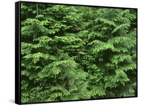 OR, Willamette NF. Middle Santiam Wilderness, Saplings of western red cedar and western hemlock-John Barger-Framed Stretched Canvas