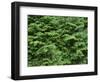 OR, Willamette NF. Middle Santiam Wilderness, Saplings of western red cedar and western hemlock-John Barger-Framed Photographic Print