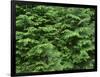 OR, Willamette NF. Middle Santiam Wilderness, Saplings of western red cedar and western hemlock-John Barger-Framed Photographic Print