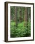 OR, Willamette NF. Springtime in old growth forest of Douglas fir and western hemlock-John Barger-Framed Photographic Print