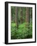 OR, Willamette NF. Springtime in old growth forest of Douglas fir and western hemlock-John Barger-Framed Photographic Print