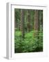 OR, Willamette NF. Springtime in old growth forest of Douglas fir and western hemlock-John Barger-Framed Photographic Print