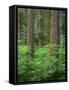 OR, Willamette NF. Springtime in old growth forest of Douglas fir and western hemlock-John Barger-Framed Stretched Canvas