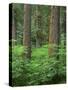 OR, Willamette NF. Springtime in old growth forest of Douglas fir and western hemlock-John Barger-Stretched Canvas