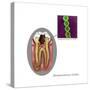 Oral Infection of Streptococcus Oralis-Gwen Shockey-Stretched Canvas