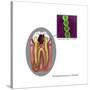 Oral Infection of Streptococcus Oralis-Gwen Shockey-Stretched Canvas