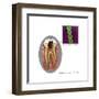 Oral Infection of Streptococcus Oralis-Gwen Shockey-Framed Art Print