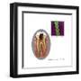 Oral Infection of Streptococcus Oralis-Gwen Shockey-Framed Art Print