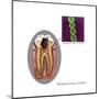 Oral Infection of Streptococcus Oralis-Gwen Shockey-Mounted Art Print