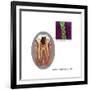 Oral Infection of Streptococcus Oralis-Gwen Shockey-Framed Art Print