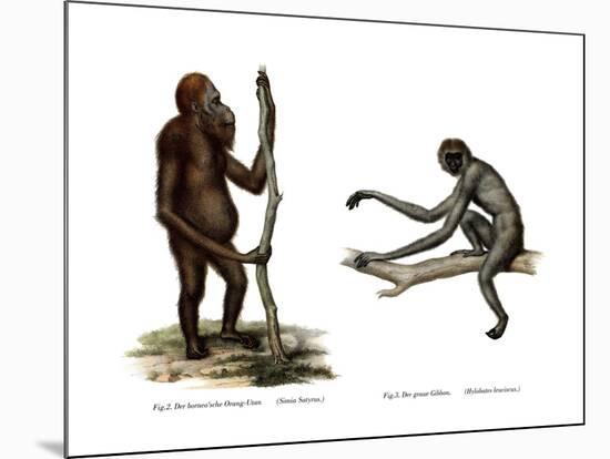 Orang-Outang, 1860-null-Mounted Giclee Print