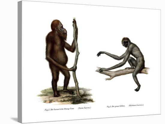 Orang-Outang, 1860-null-Stretched Canvas