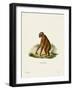 Orang-Outang-null-Framed Giclee Print