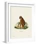 Orang-Outang-null-Framed Giclee Print