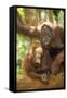 Orang-Utan Adult and Young-null-Framed Stretched Canvas