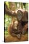 Orang-Utan Adult and Young-null-Stretched Canvas